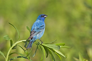 Indigo Bunting, Adult male in breeding season Indigo Bunting, Adult male in breeding season