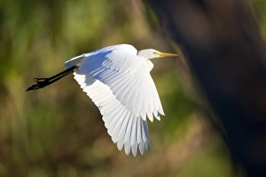Intermediate Egret - adult egret in flight over a billabong Intermediate Egret - adult egret in flight over a billabong