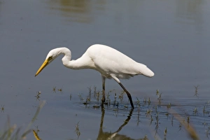 Intermediate Egret / Plumed Egret Intermediate Egret / Plumed Egret