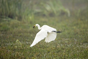 Intermediate Egret - taking off with caught prey (catfish) Intermediate Egret - taking off with caught prey (catfish)
