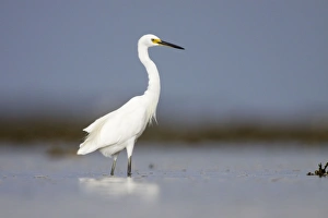 Intermediate Egret - wading in shallow sea water Intermediate Egret - wading in shallow sea water