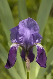 Purple Iris Flower Prints: Iris - close-up of flower