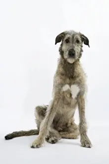 Irish Wolfhound JD-18778 Print by Ardea