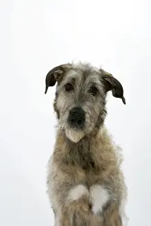 Irish Wolfhound JD-18779 Print by Ardea