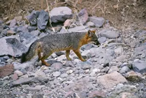 Limited Edition Animal Prints: Island Gey Fox