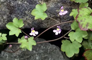 Purple Blooming Plants Prints: Ivy-leaved Toadflax