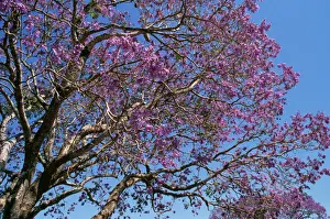 Australian Native Plants Prints: Jacaranda Tree - in bloom Australia