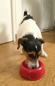 Jack Russell Terrier Dog - eating Jack Russell Terrier Dog - eating