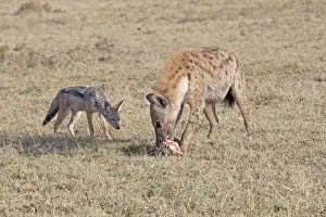 Maasai Mara Wildlife Photography Prints: Jackal (Canis mesomelas)