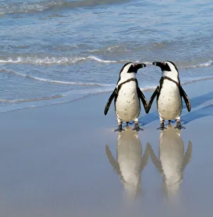 Jackass Penguin - pair holding hands Jackass Penguin - pair holding hands
