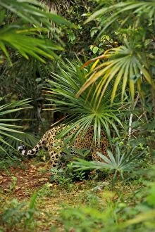 Images Dated 25th August 2004: Jaguar in Central American tropical jungle. 2mr215
