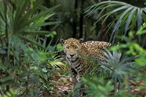 Images Dated 25th August 2004: Jaguar in Central American tropical jungle. 2mr276
