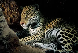 Jaguar - female, with 2 day old cub in forest floor den. In the wild Jaguar - female, with 2 day old cub in forest floor den. In the wild