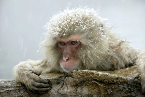 Japanese Macaque Monkey - covered in snow Japanese Macaque Monkey - covered in snow
