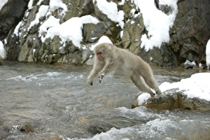 Japanese Macaque Monkey - jumping across water Japanese Macaque Monkey - jumping across water