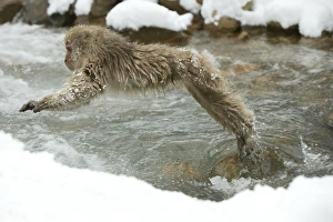 Japanese Macaque Monkey - leaping across river Japanese Macaque Monkey - leaping across river