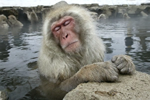 Japanese Macaque Monkey - relaxing in hot spring Japanese Macaque Monkey - relaxing in hot spring