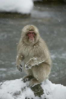 Japanese Macaque Monkey - sitting in snow Japanese Macaque Monkey - sitting in snow
