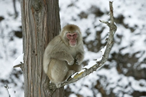 Japanese Macaque Monkey - sitting in tree Japanese Macaque Monkey - sitting in tree
