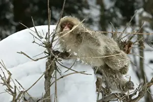 M Watson Photography Prints: Japanese Macaque Monkey - in tree, biting branch. Hokkaido, Japan