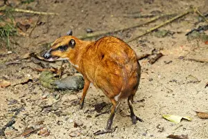 Malaysia Wildlife Photography Prints: Java Mouse-deer - Malaysia