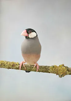 Java Sparrow - front view, captive, wild in Java, Bali and introduced into the tropic Java Sparrow - front view, captive, wild in Java, Bali and introduced into the tropic