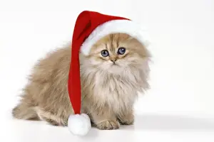 Cat In Santa Hat Prints: JD 16219-M