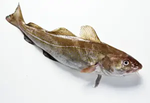 White Background Fish Images Prints: Cod