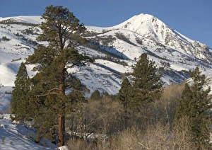 Jeffreys Pine - on east side of Sierra Nevada in winter Jeffreys Pine - on east side of Sierra Nevada in winter
