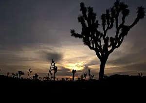 Prints of ROG-11838 Joshua Tree California, USA Yucca brevifolia Bob Gibbons Please note that prints are for personal display purposes only and may not be reproduced in any way. Gibbon Prints: Joshua Tree Print - Yucca brevifolia, Joshua Tree National Park, California