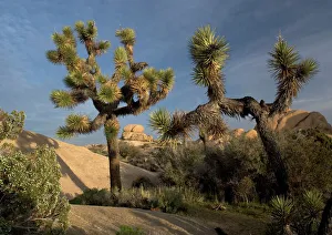 Joshua Tree - in the Mojave desert, amongst granite rocks Joshua Tree - in the Mojave desert, amongst granite rocks