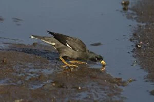 Images Dated 8th January 2005: Jungle Myna - Drinking Prefers well-wooded areas near cultivation and the edges of villages