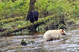 Kermode Bear / Spirit Bear - with Black bear (Ursus americanus) hunting for Sockeye Salmon Kermode Bear / Spirit Bear - with Black bear (Ursus americanus) hunting for Sockeye Salmon