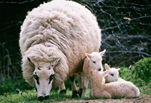 Kerry Hill Sheep - Ewe with young Kerry Hill Sheep - Ewe with young