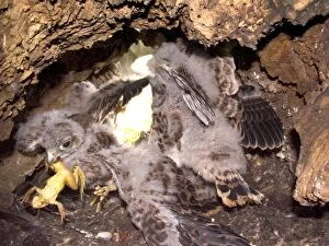 Images Dated 6th July 2004: Kestrel -Chicks in nest hole fighting over frog - July - Breckland - Norfolk - UK