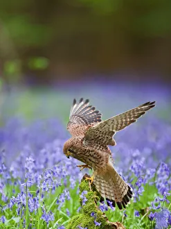 Kestrel - female landing on stump in bluebell wood Kestrel - female landing on stump in bluebell wood