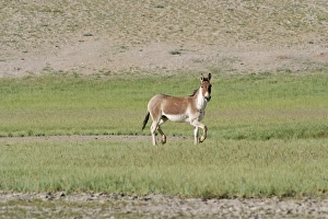 Kiang / Tibetan Wild Ass - male in the rutting season Kiang / Tibetan Wild Ass - male in the rutting season