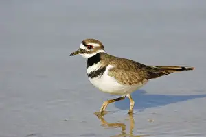 Personal Display Art Prints: Killdeer