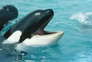 Wildlife Photography Artwork Prints: Killer Whale