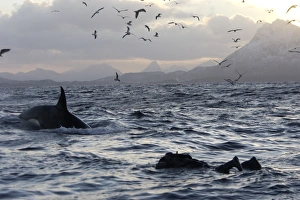 Killer Whale - with diver in foreground and gulls in flight Killer Whale - with diver in foreground and gulls in flight