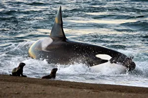 Killer whale / Orca - The adult male known as MEL , 45 to 50 years old when these images were taken (March 2006) Killer whale / Orca - The adult male known as MEL , 45 to 50 years old when these images were taken (March 2006)