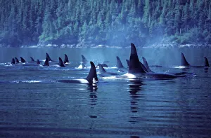 Killer Whale / Orca - Several pods came together to form a superpod Killer Whale / Orca - Several pods came together to form a superpod