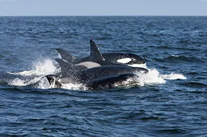 Killer whales/ Orca - transient type Killer whales/ Orca - transient type