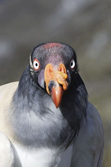 King Vulture - close-up of face King Vulture - close-up of face