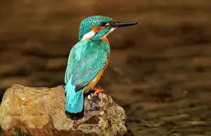 Kingfisher Perched Print - Alcedo atthis on Rock