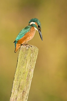 Kingfisher - Immature male perched on vantage point looking into water Kingfisher - Immature male perched on vantage point looking into water