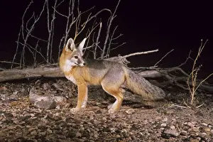 Kit Fox WW-491 Print - Vulpes macrotis Species Study