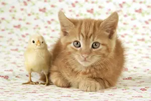 Kitten with Chick Print