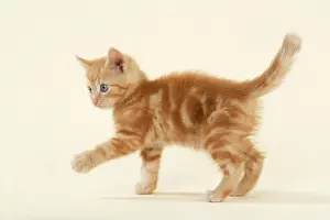 Studio Pet Photography Prints: KITTEN. ( ginger )