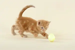 Kitten Studio Photography Prints: KITTEN. ( ginger) playing with decorative egg